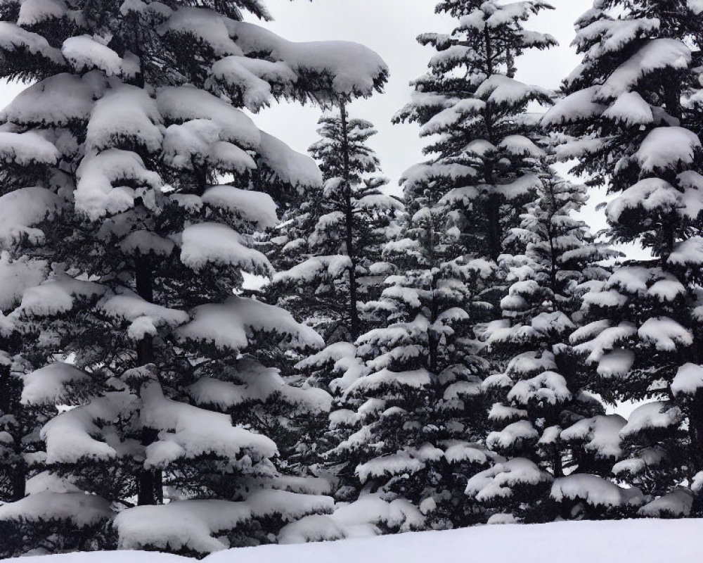 Serene winter landscape with snow-covered pine trees