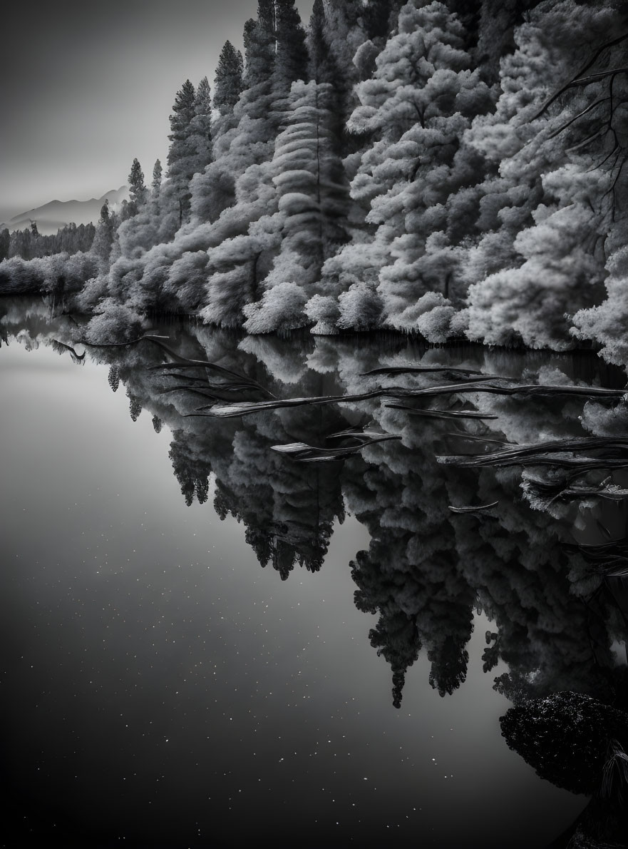 Monochrome image of reflective lake with dense trees