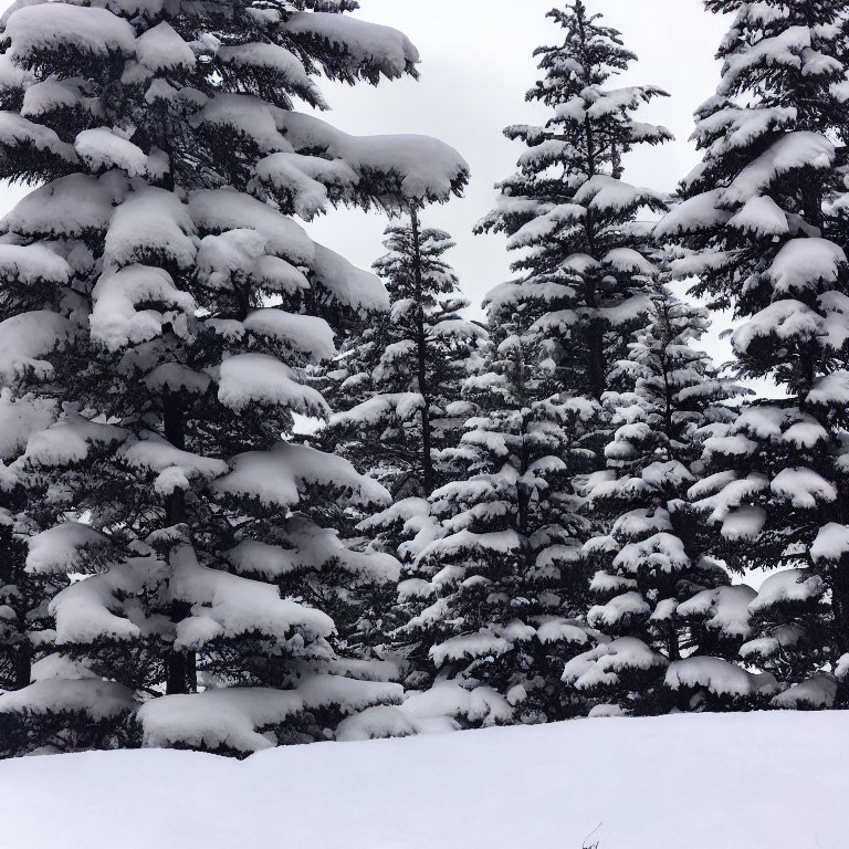 Serene winter landscape with snow-covered pine trees