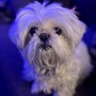 Fluffy white and tan dog portrait with jeweled pendant on dark blue background