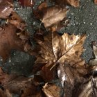 Bright Yellow Leaf Stands Out Among Crumpled Brown Leaves