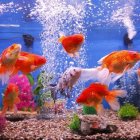 Colorful goldfish in vibrant underwater scene with bubbles and coral.