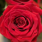 Detailed Red Roses with Lush Green Leaves