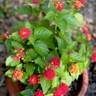 Colorful pink and yellow flowers in woven basket pot with green foliage and blurred background.