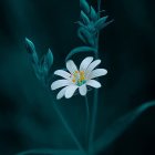 Luminescent white flower with vibrant yellow center in tranquil low-light setting