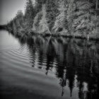 Monochrome image of reflective lake with dense trees