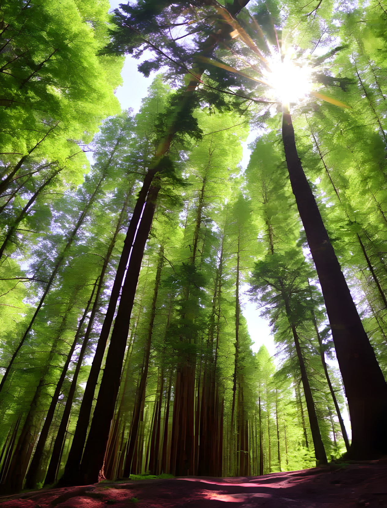 Dense forest scene: Sunlight through towering green trees