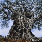 Majestic ancient tree with thick, gnarled trunk & sprawling branches