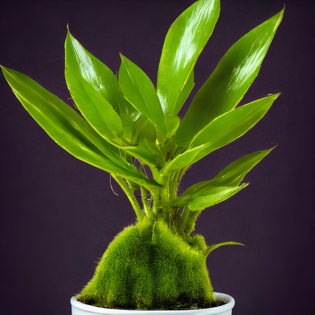 Vibrant green houseplant with elongated leaves in white pot on purple background