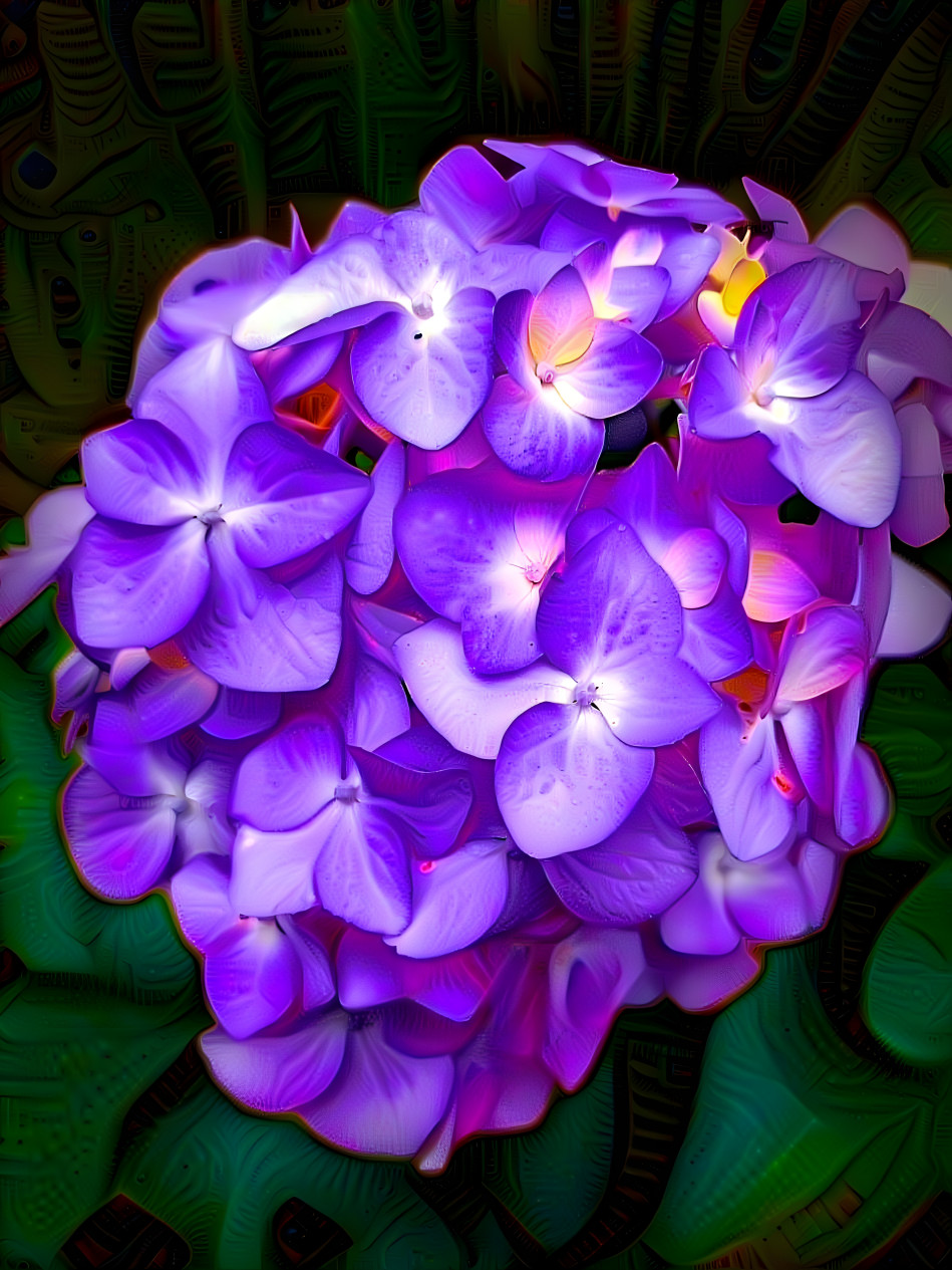 hydrangea neon 