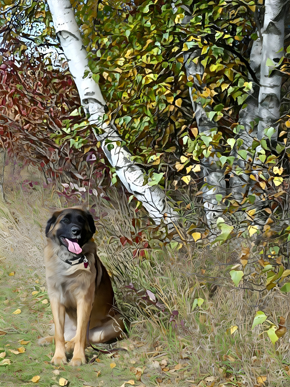 Daisy in the Aspens