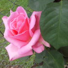 Pink rose with layered petals in full bloom on blurred natural background