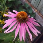 Vibrant Purple Coneflower with Orange Center in Greenery