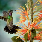 Colorful Digital Artwork: Hummingbirds and Flowers Under Starry Sky