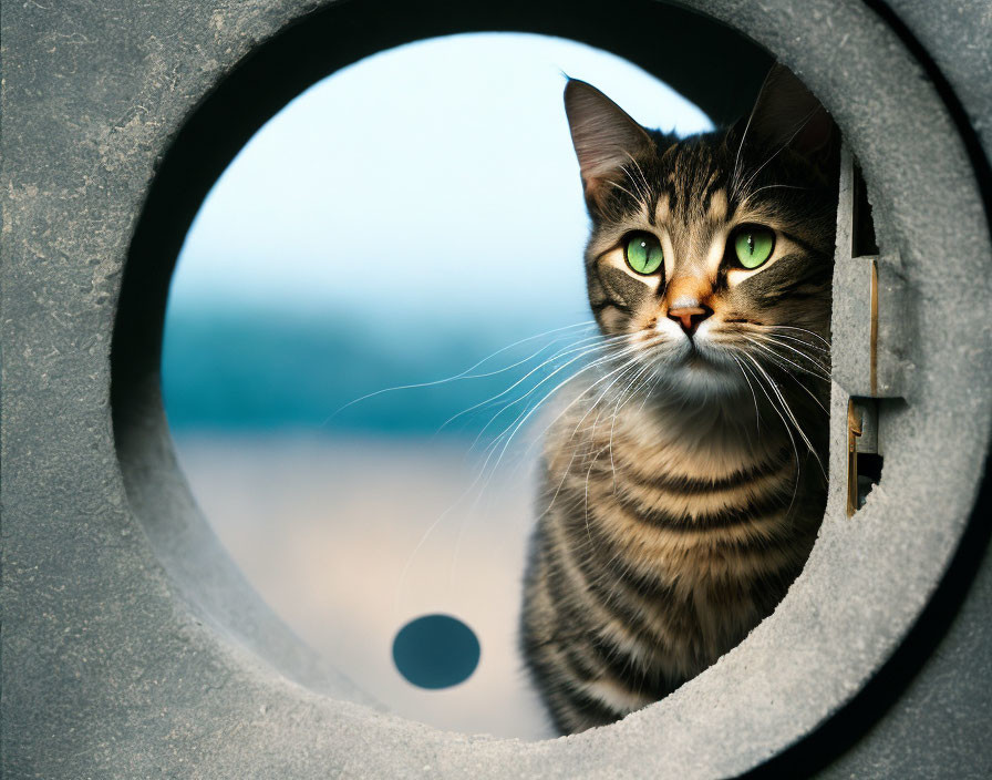 Tabby Cat with Green Eyes Peeking Through Circular Opening