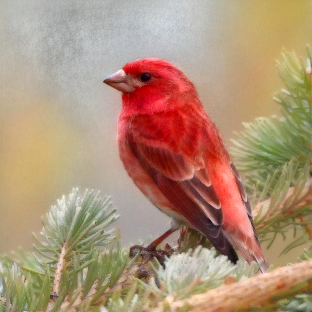 Purple Finch