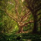 Mystical Forest Scene with Fog and Twisted Trees