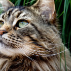 Gold and white patterned cat in jungle setting with green foliage