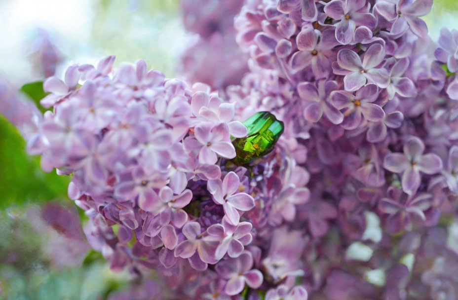 Lilac blossoms with green iridescent beetle nestled.