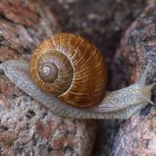 Translucent Amber-Colored Snail on Rough Surface with Water Droplets