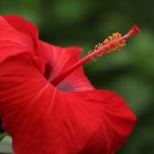 Vibrant red hibiscus flower with yellow stamen on green background