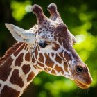 Giraffe head with patterns and horns against green tree background