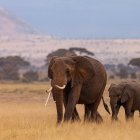 Surreal artwork: Two elephants with wing-like ears connected by a thin plank in a whimsical