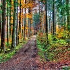 Colorful Impressionistic Painting: Person with Umbrella in Rainy Forest