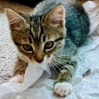 Hyper-realistic illustration of a striped kitten with blue eyes on white surface.