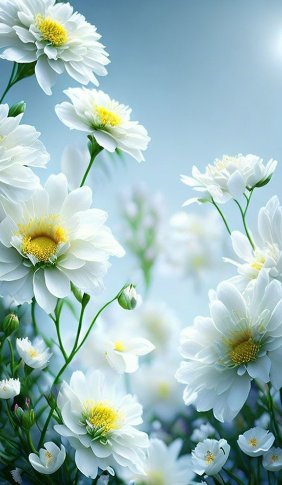 Delicate White Flowers on Soft Blue Gradient Background