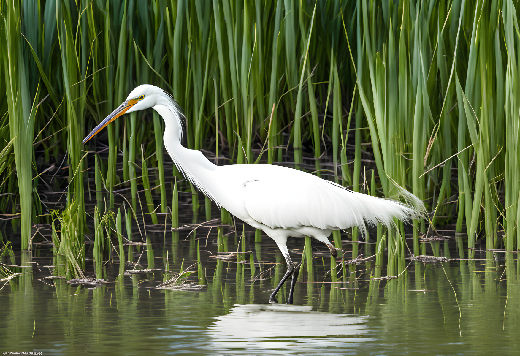 Great Egret in Shallow Water Among Green Reeds