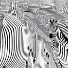 Monochrome illustration: Zebras blend into urban backdrop