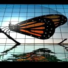 Colorful digital artwork featuring a butterfly on a branch with reflection, two smaller butterflies over water under a