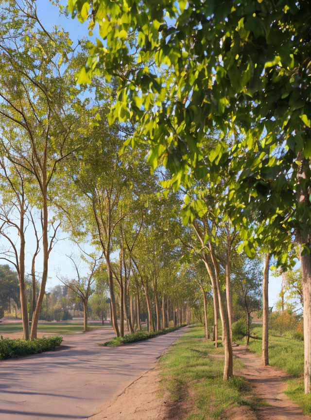 Tranquil Park Pathway with Lush Green Trees
