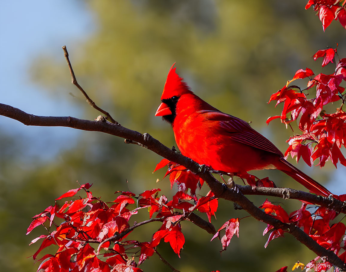 Colorful Red Cardinal Bird Perched on Branch with Red Leaves