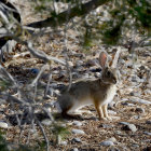 Three rabbits in desert landscape at dusk or dawn with warm lighting