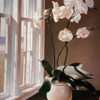White orchid in vase by window with sheer curtains and sunlight.