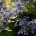 Vibrant purple flowers with sunlit bokeh background and subtle yellow centers