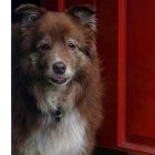 Brown and White Dog with Soulful Eyes in Red and Black Setting