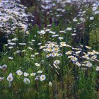 Tranquil meadow at sunrise with white daisies and lush trees