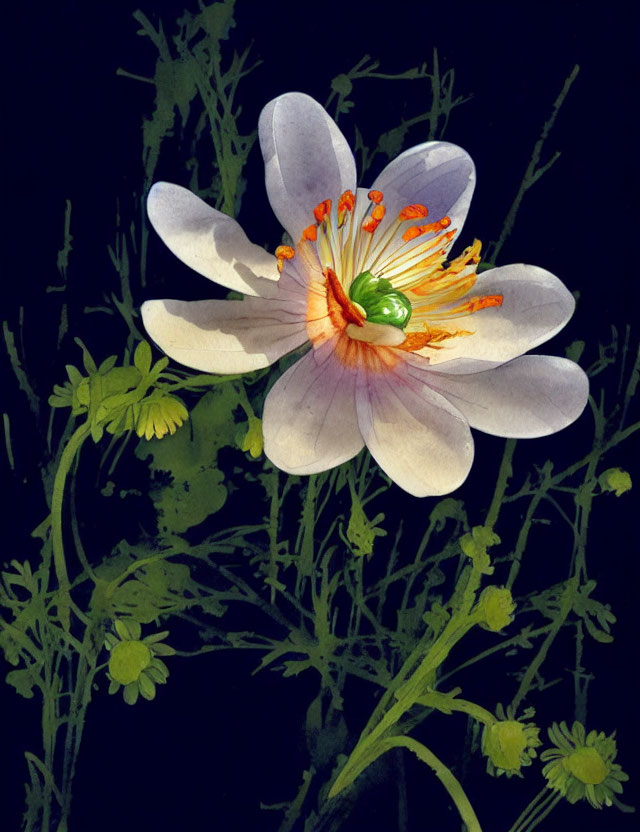 White Flower with Pink Hue and Orange Stamens on Black Background