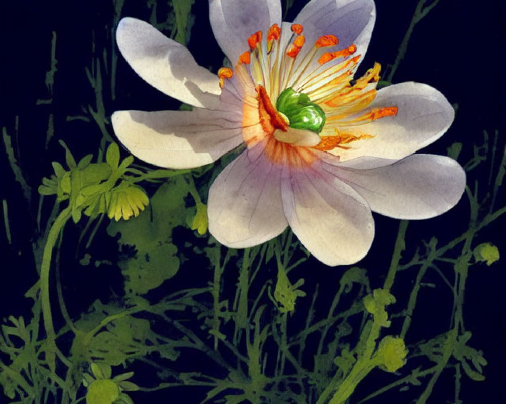 White Flower with Pink Hue and Orange Stamens on Black Background