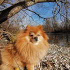 Fluffy Pomeranian Dog Among Cherry Blossoms and White Flowers