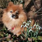 Fluffy Pomeranian in Colorful Flower Garden with Snowflakes