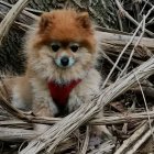 Fluffy Pomeranian Dogs in Lush Jungle with Orchids