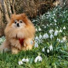 Fluffy Pomeranian in Sunlit Field with Purple and White Flowers