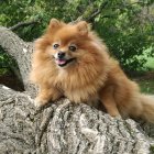 Fluffy Pomeranian Dog Surrounded by Colorful Flowers