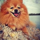 Fluffy Pomeranian Dog Smiling on Sparkling Crystals by Seaside