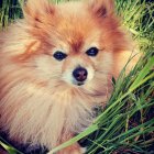 Fluffy Pomeranian Dog with Blue Eyes in Wildflower Field