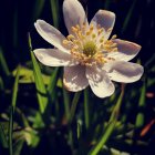 White Flower with Pink Hue and Orange Stamens on Black Background